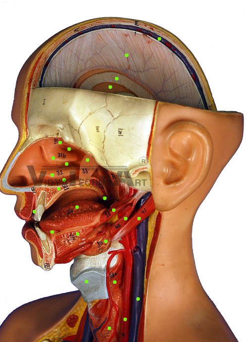 Head Region